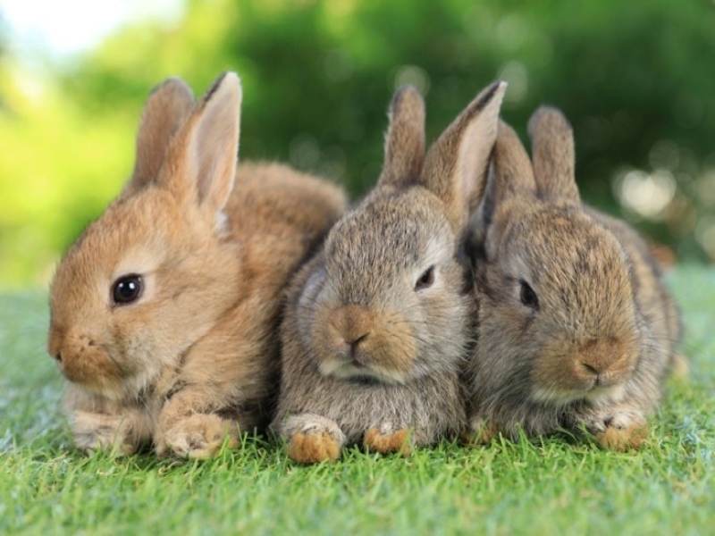 אלרגיה לארנבים - כך ניתן להתמודד עם תגובה אלרגית לארנב ולשמור על האהבה שלכם